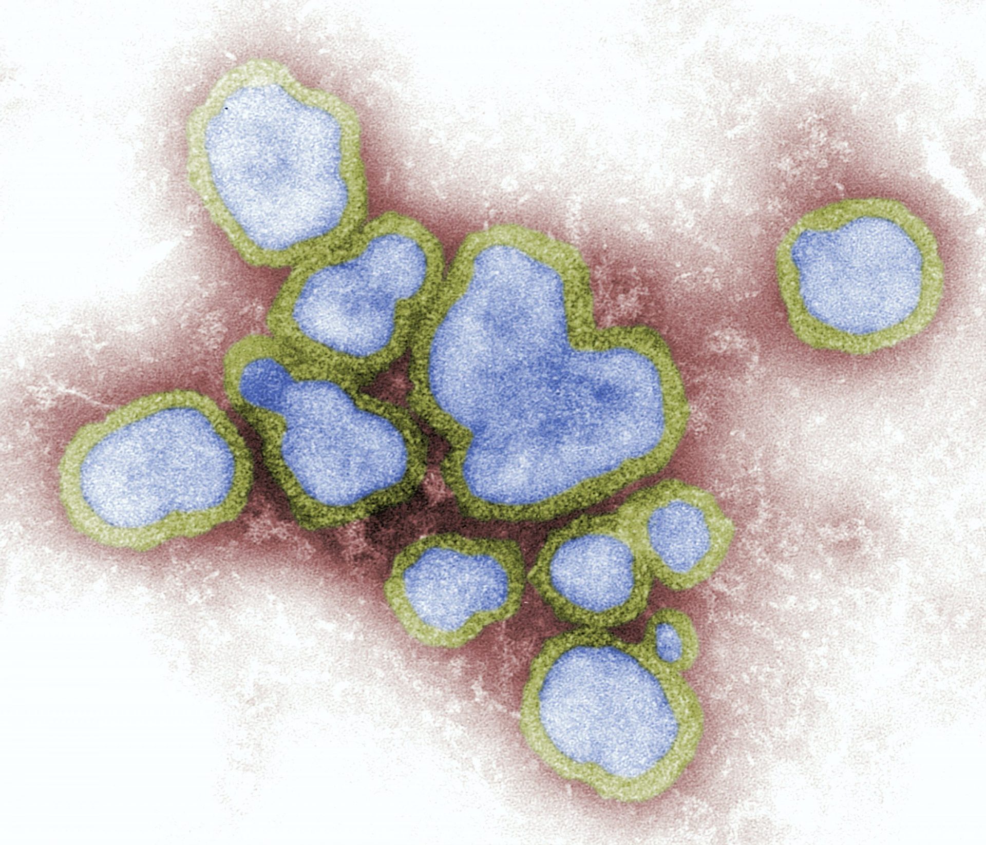猫風邪：カリシウイルスの病原体