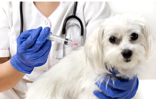 犬コロナウイルスの感染の治療