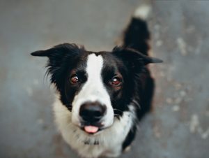 愛犬を新型コロナウイルス感染症から守る方法、具体例（動物病院、トリミング、シャンプー）