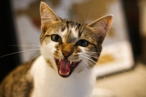猫がキシリトール中毒を起こす中毒量は？