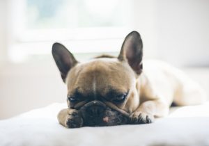 犬がアセトアミノフェンを食べてしまった時の中毒の症状