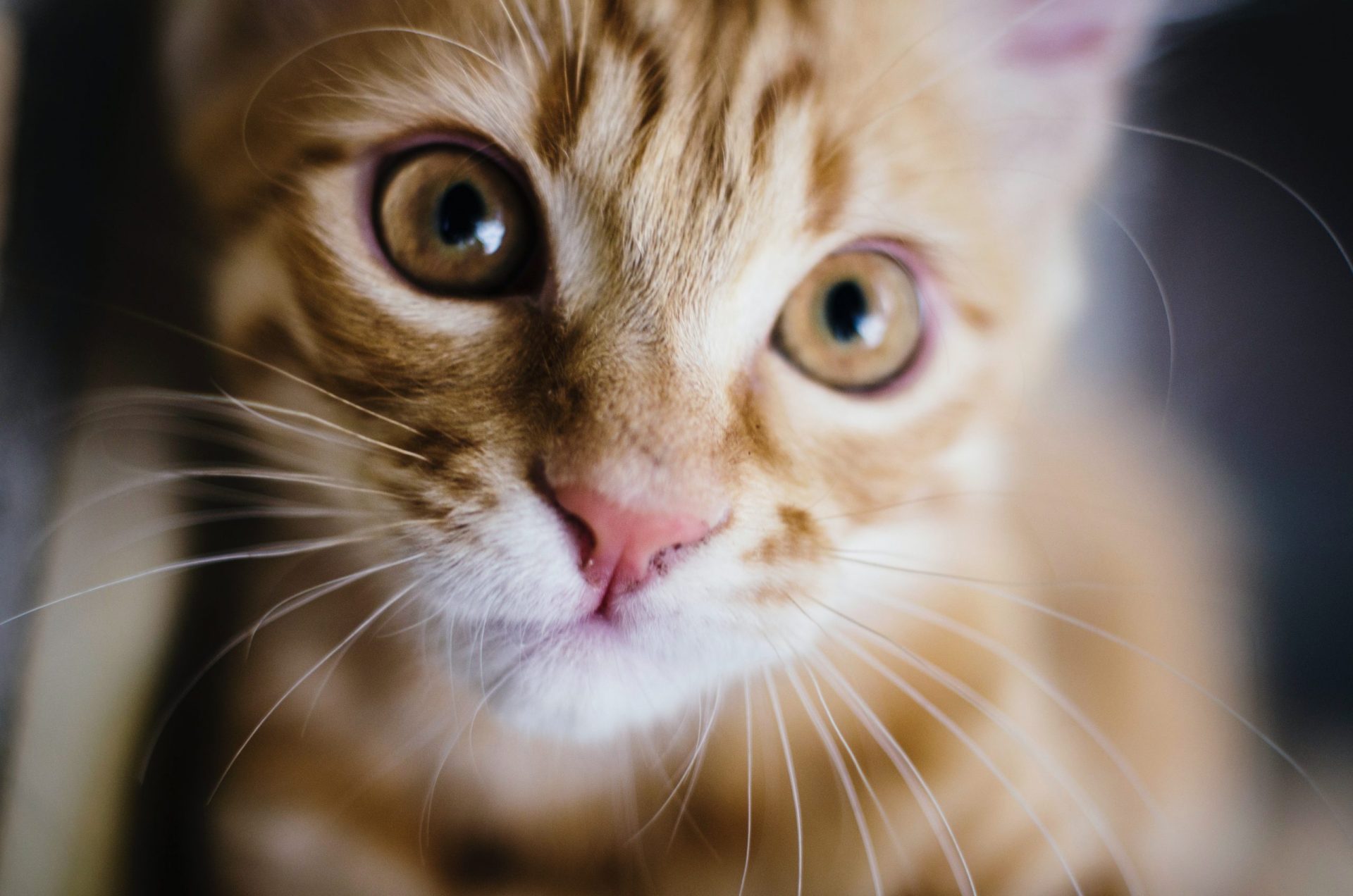 猫の猫胃虫、毛細線虫の診断
