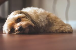 犬がアセトアミノフェンを食べてしまった時に起こる病態