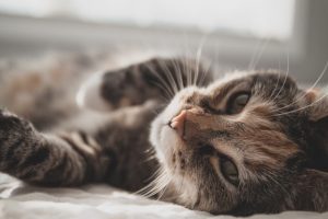 猫のキシリトール中毒の予防