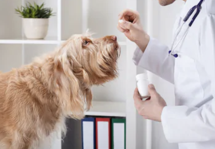 犬の甲状腺機能低下症の治療