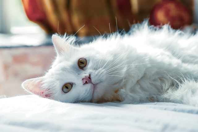 猫汎白血球減少症の診断