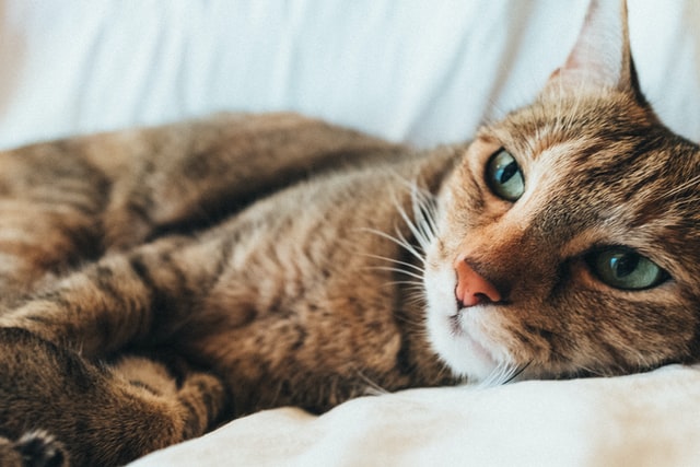 猫のエキノコックス症の感染経路と生活環