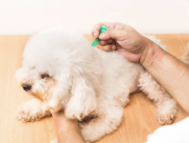 犬のコクシジウム症の感染の予防