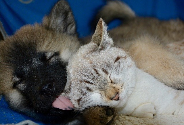 犬や猫の口腔異常（口臭、歯石、流涎）の特徴