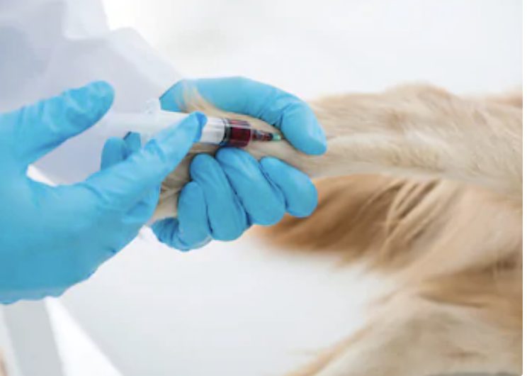 犬用ワクチンに対する免疫をモニターするための血清学的検査