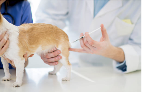 成犬におけるコアワクチンの再接種