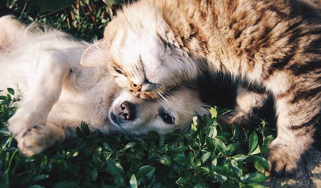犬や猫の全身性発作の対症療法