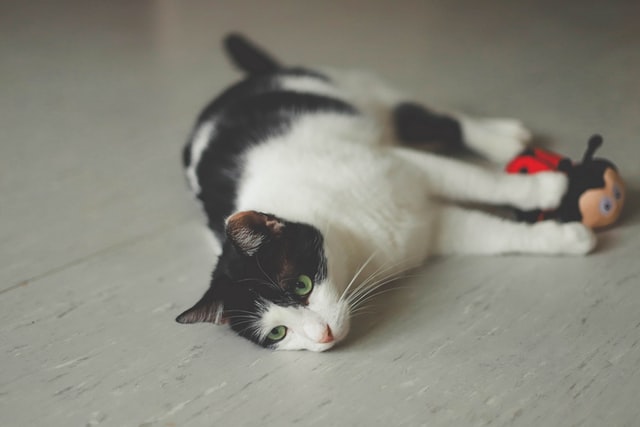 猫の肝リピドーシスの臨床的特徴、症状とは？