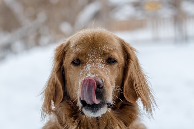 犬のくしゃみの時によく遭遇する高頻度の疾患