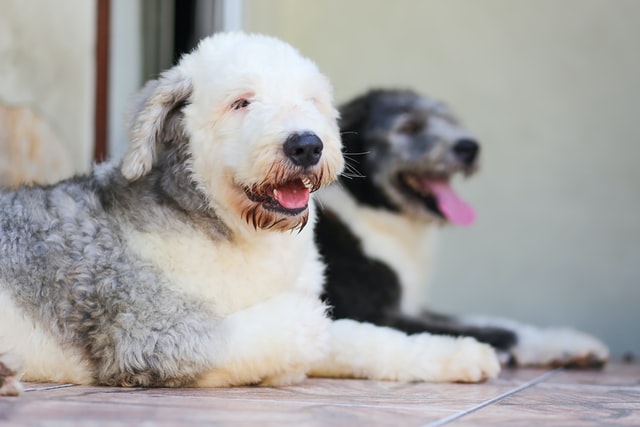 犬の疥癬症：ヒゼンダニの通常疥癬の診断