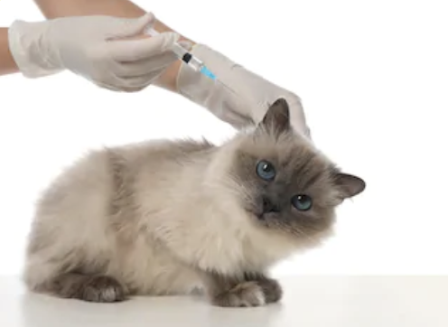 猫クラミジア症のワクチン