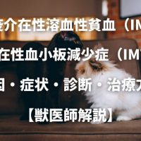 犬と猫の免疫介在性溶血性貧（IMHA）と新生子同種溶血現象の 原因・症状・診断・治療方法 【獣医師解説】