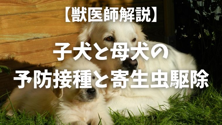 【獣医師解説】子犬と母犬の予防接種と寄生虫駆除